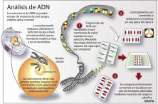 analisis adn.jpg